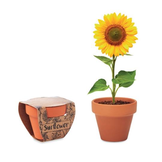 Pequeno Vaso SunFlower