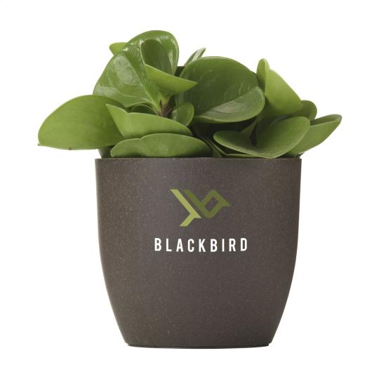 Vaso Coffee Flowerpot