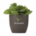 Vaso Coffee Flowerpot