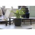 Vaso Coffee Flowerpot