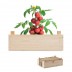 Kit de cultivo Tomato