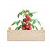 Kit de cultivo Tomato