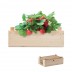 Kit de cultivo Strawberry