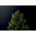 Fio de 50 luzes Fairy