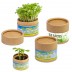 Planta-copo