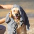 Toalha para animal de estimação Yelyn