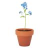 Vaso Forget Me Not