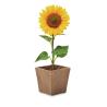 Kit de Girasol Vaso