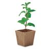 Kit de Menthe Vaso