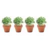 4 Pots en Terre Cuite dans un Plateau à Œufs (Production)