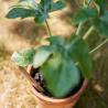 12 Lápis SproutWorld Everyday Earth™ (Produção)