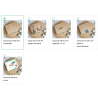 Caixa de oferta de waffles de xarope holandês incluindo um Nougat e Chás Zen.